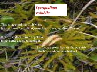 Lycopodium
                           volubile

This is the climbing Club Moss.
It is native to Australia (Queensland), Java, and New Zealand.

It can, and does, climb vegetation
to get better access to sunlight.

                          This species grows bets on the outskirts
                          of the bush and on disturbed turf.
 