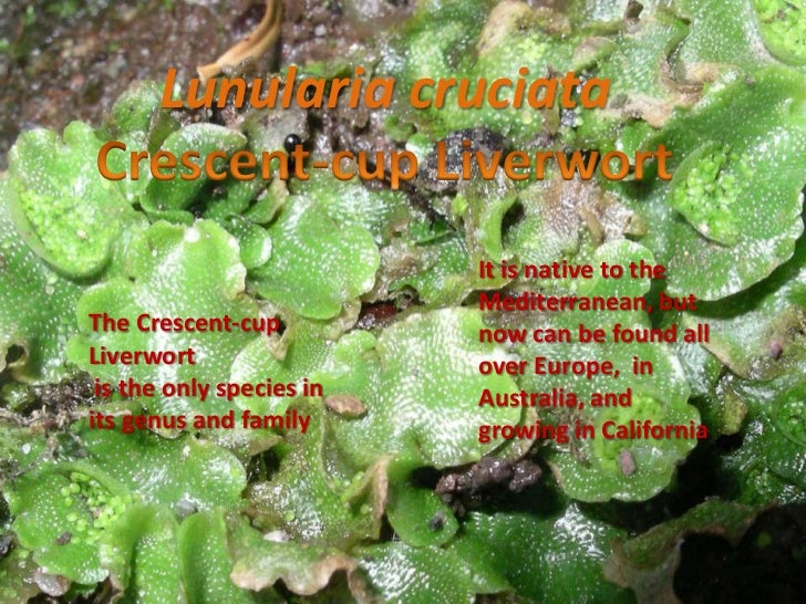 Plantae Example Organisms