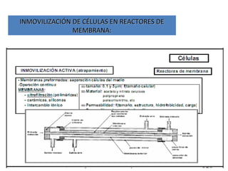 INMOVILIZACIÓN DE CÉLULAS EN REACTORES DE
               MEMBRANA:
 