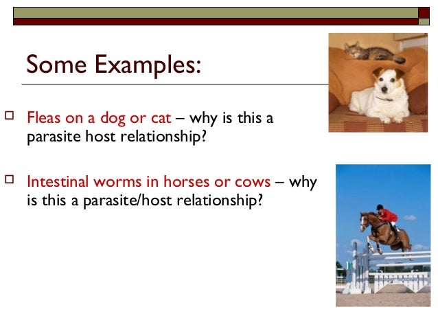 What is an example of a parasitic relationship?