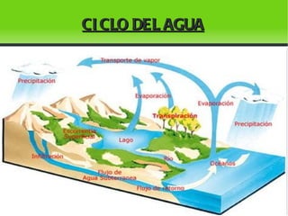 Microorganismos Patógeno