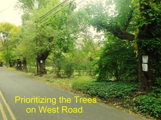 Prioritizing the Trees on West Road  