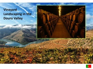 Vineyard 
Landscaping in the 
Douro Valley 
 