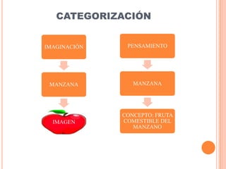 CATEGORIZACIÓN


IMAGINACIÓN    PENSAMIENTO




 MANZANA         MANZANA




              CONCEPTO: FRUTA
  IMAGEN      COMESTIBLE DEL
                 MANZANO
 