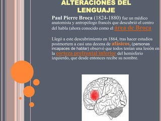 ALTERACIONES DEL
         LENGUAJE
Paul Pierre Broca (1824-1880) fue un médico
anatomista y antropólogo francés que descubrió el centro
del habla (ahora conocido como el área de Broca

Llegó a este descubrimiento en 1864, tras hacer estudios
postmortem a casi una decena de afásicos, (personas
incapaces de hablar) observó que todos tenían una lesión en
la corteza prefrontal inferior del hemisferio
izquierdo, que desde entonces recibe su nombre.
 