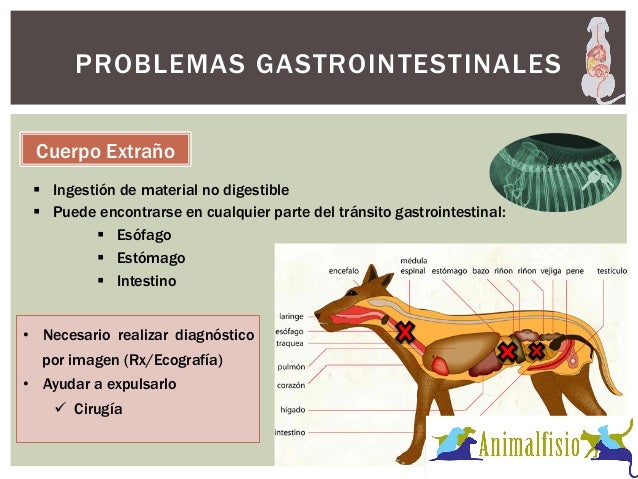 El tratamiento de las lombrices al adulto de la pastilla