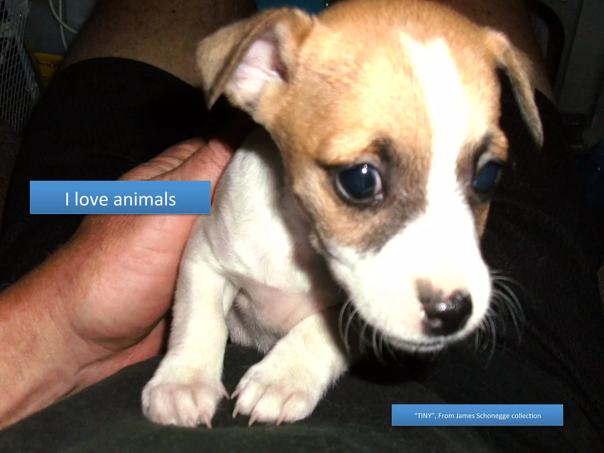 I 
love 
animals 
“TINY”, 
From 
James 
Schonegge 
collec4on 
 