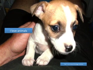 I 
love 
animals 
“TINY”, 
From 
James 
Schonegge 
collec4on 
 