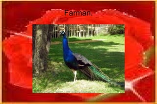 farman. 