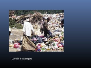 Landfill Scavengers 
 