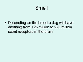 The five senses of the dog
