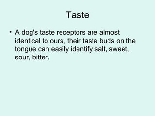 The five senses of the dog