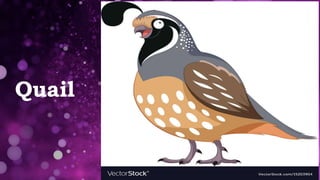 Quail
 