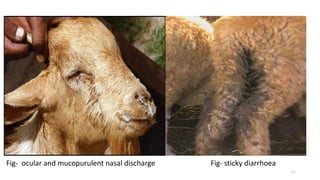 Fig- ocular and mucopurulent nasal discharge Fig- sticky diarrhoea
11
 