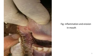 Fig- inflammation and erosion
in mouth
12
 