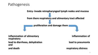 Pathogenesis
Entry- invade retropharyngeal lymph nodes and mucosa
from there respiratory and alimentary tract affected
proliferation and damage them
inflammation of alimentary inflammation of
respiratory
lead to diarrhoea, dehydration lead to pneumonia
and
and death respiratory distress
15
 