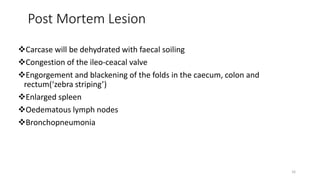 Post Mortem Lesion
Carcase will be dehydrated with faecal soiling
Congestion of the ileo-ceacal valve
Engorgement and blackening of the folds in the caecum, colon and
rectum(‘zebra striping’)
Enlarged spleen
Oedematous lymph nodes
Bronchopneumonia
16
 