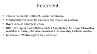 Treatment
 There is no specific treatment, supportive therapy.
 Symptomatic treatment for diarrhoea and respiratory problem
 Hyper immune rinderpest serum
 OTC- 10ml mg/kg b.wt with levamisole 2.5 mg/kg b.wt for 3 days followed by
repetition at 3 days interval recommended for secondary bacterial invaders
 Lemon juice effective against scab formation
19
 