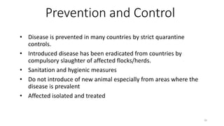 Prevention and Control
• Disease is prevented in many countries by strict quarantine
controls.
• Introduced disease has been eradicated from countries by
compulsory slaughter of affected flocks/herds.
• Sanitation and hygienic measures
• Do not introduce of new animal especially from areas where the
disease is prevalent
• Affected isolated and treated
20
 