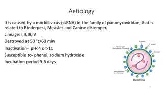 Aetiology
It is caused by a morbillivirus (ssRNA) in the family of paramyxoviridae, that is
related to Rinderpest, Measles and Canine distemper.
Lineage: I,II,III,IV
Destroyed at 50 °c/60 min
Inactivation- pH<4 or>11
Susceptible to- phenol, sodium hydroxide
Incubation period 3-6 days.
3
 