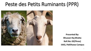 Peste des Petits Ruminants (PPR)
Presented By:
Bhuwan Raj Bhatta
Roll.No: 03(Three)
IAAS, Paklihawa Campus
1
 