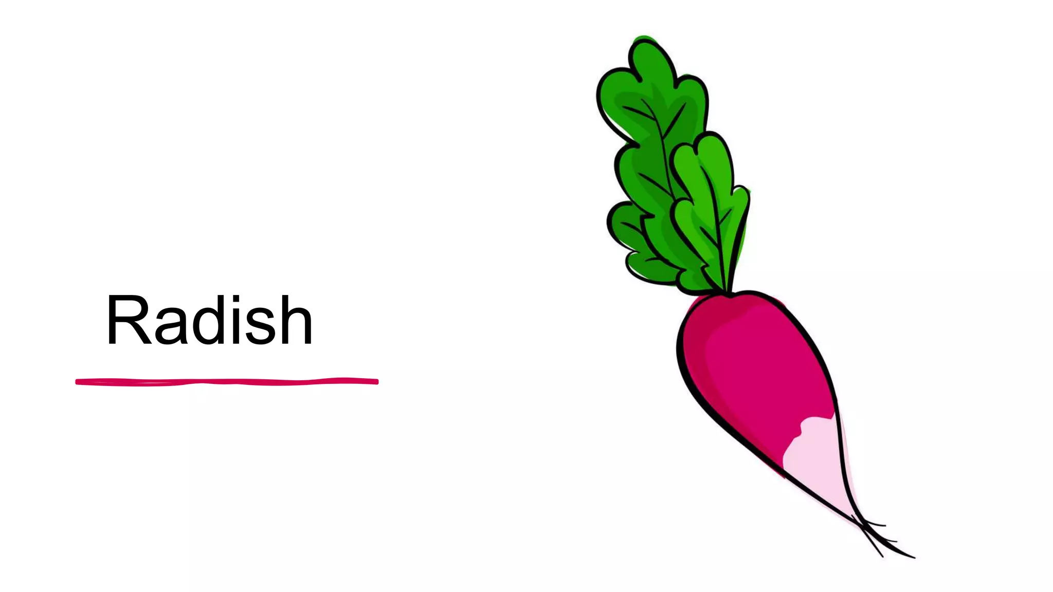 Radish
 
