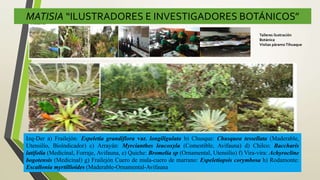 MATISIA “ILUSTRADORES E INVESTIGADORES BOTÁNICOS”
Izq-Der a) Frailejón: Espeletia grandiflora var. longiligulata b) Chusque: Chusquea tessellata (Maderable,
Utensilío, Bioíndicador) c) Arrayán: Myrcianthes leucoxyla (Comestible, Avifauna) d) Chilco: Baccharis
latifolia (Medicinal, Forraje, Avifauna, e) Quiche: Bromelia sp (Ornamental, Utensilio) f) Vira-vira: Achyrocline
bogotensis (Medicinal) g) Frailejón Cuero de mula-cuero de marrano: Espeletiopsis corymbosa h) Rodamonte:
Escallonia myrtillioides (Maderable-Ornamental-Avifauna
Talleres ilustración
Botánica
Visitas páramo Tihuaque
 