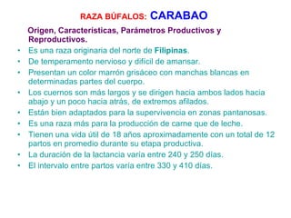 RAZA BÚFALOS:   CARABAO   Origen, Características, Parámetros Productivos y Reproductivos. Es una raza originaria del norte de  Filipinas .  De temperamento nervioso y difícil de amansar.  Presentan un color marrón grisáceo con manchas blancas en determinadas partes del cuerpo.  Los cuernos son más largos y se dirigen hacia ambos lados hacia abajo y un poco hacia atrás, de extremos afilados.  Están bien adaptados para la supervivencia en zonas pantanosas.  Es una raza más para la producción de carne que de leche.   Tienen una vida útil de 18 años aproximadamente con un total de 12 partos en promedio durante su etapa productiva.  La duración de la lactancia varía entre 240 y 250 días.  El intervalo entre partos varía entre 330 y 410 días.  