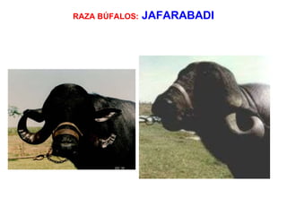 RAZA BÚFALOS:   JAFARABADI 