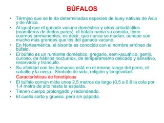 BÚFALOS Término que se le da determinadas especies de buey nativas de Asia y de África.  Al igual que el ganado vacuno doméstico y otros artiodáctilos (mamíferos de dedos pares), el búfalo rumia su comida, tiene cuernos permanentes, es decir, que nunca se mudan, aunque son mucho más grandes que los del ganado vacuno.  En Norteamérica, el bisonte es conocido con el nombre erróneo de búfalo. El búfalo es un rumiante doméstico, gregario, semi-acuático, gentil, curioso, de hábitos nocturnos, de temperamento delicado y sensitivo, reservado y tranquilo.  Su afinidad con los humanos está en el mismo rango del perro, el caballo y la oveja.  Símbolo de vida, religión y longevidad.  Características de fenotípicas El búfalo común mide unos 2,5 metros de largo (0,5 a 0,6 la cola por 1,4 metro de alto hasta la espalda. Tienen cuerpo prolongado y redondeado.  El cuello corto y grueso, pero sin papada.  