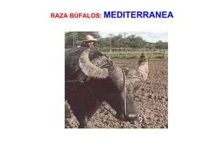 RAZA BÚFALOS:  MEDITERRANEA 