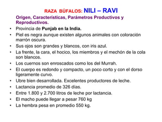 RAZA   BÚFALOS:  NILI – RAVI Origen, Características, Parámetros Productivos y Reproductivos. Provincia de  Punjab en la India. Piel es negra aunque existen algunos animales con coloración marrón oscura.  Sus ojos son grandes y blancos, con iris azul.  La frente, la cara, el hocico, los miembros y el mechón de la cola son blancos.  Los cuernos son enroscados como los del Murrah.  El cuerpo es redondo y compacto, un poco corto y con el dorso ligeramente curvo.  Ubre bien desarrollada. Excelentes productores de leche.  Lactancia promedio de 326 días.  Entre 1.800 y 2.700 litros de leche por lactancia.  El macho puede llegar a pesar 760 kg La hembra pesa en promedio 550 kg. 