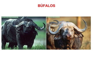 BÚFALOS 