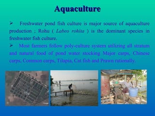 Pp Report (Aquaculture)