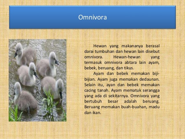 75 Gambar Hewan Omnivora Dan Jenis Makanannya HD