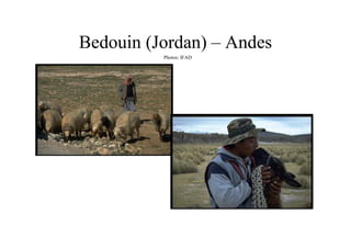 Bedouin (Jordan) – Andes
          Photos: IFAD
 