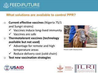 Production and delivery of thermotolerant vaccine against peste des petits ruminants in the Sahel: Case of a successful public-private partnership in Mali