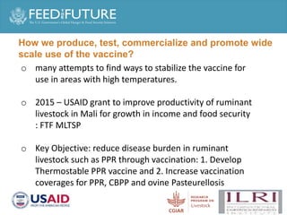 Production and delivery of thermotolerant vaccine against peste des petits ruminants in the Sahel: Case of a successful public-private partnership in Mali
