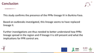  Epidemiology of peste des petits ruminants virus in West Africa: Is lineage IV replacing lineage II in Burkina Faso?