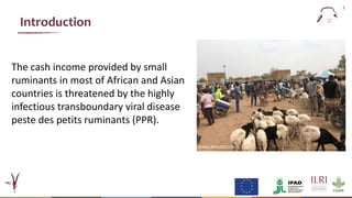  Epidemiology of peste des petits ruminants virus in West Africa: Is lineage IV replacing lineage II in Burkina Faso?