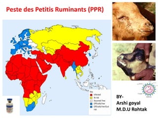 Peste des Petitis Ruminants (PPR)
BY-
Arshi goyal
M.D.U Rohtak
 
