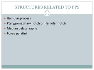 STRUCTURES RELATED TO PPS
 Hamular process
 Pterygomaxillary notch or Hamular notch
 Median palatal raphe
 Fovea palatini
 
