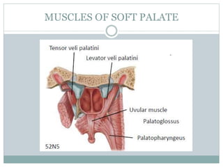 MUSCLES OF SOFT PALATE
 