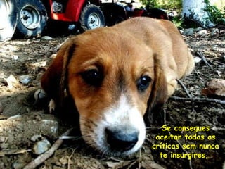 Se consegues aceitar todas as críticas sem nunca te insurgires,  