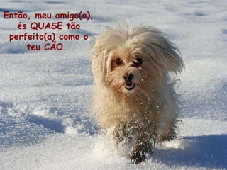 Então, meu amigo (a) , és QUASE tão perfeito (a)  como o teu CÃO .  