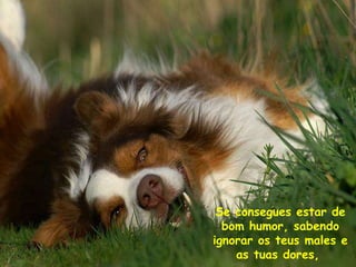 Se consegues estar de bom humor, sabendo ignorar os teus males e as tuas dores,  