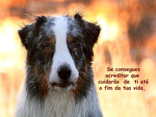 Se consegues acreditar que  cuidarão  de  ti até o fim da tua vida,  