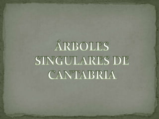 ÁRBOLES SINGULARES DE CANTABRIA 