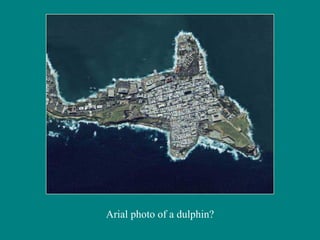 Arial photo of a dulphin? 