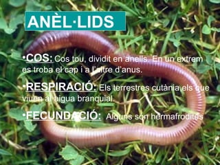 ANÈL·LIDS COS:   Cos tou, dividit en anells. En un extrem es troba el cap i a l’altre d’anus. RESPIRACIÓ:  Els terrestres cutània,els que viuen al aigua branquial.  FECUNDACIÓ:   Alguns són hermafrodites  